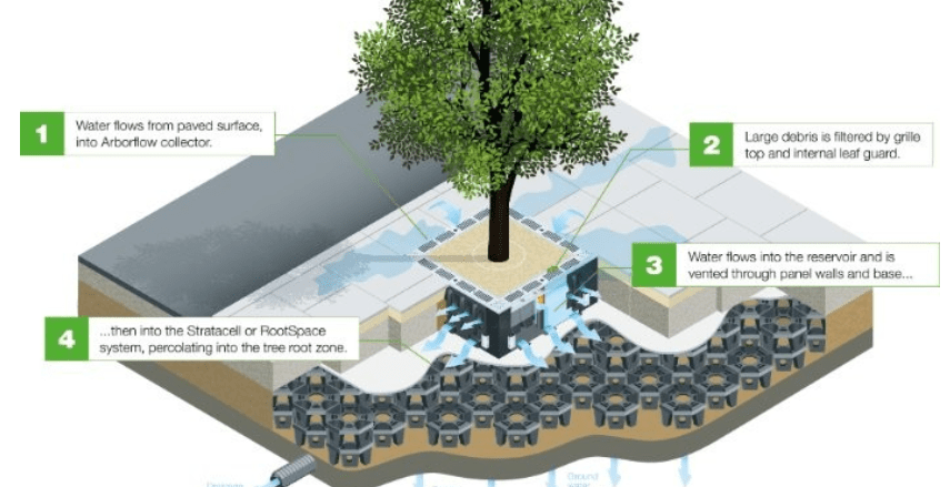 Understanding Urban Tree Management 