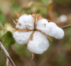 Upland Cotton 