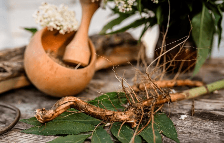 Uses and Benefits of Ginseng