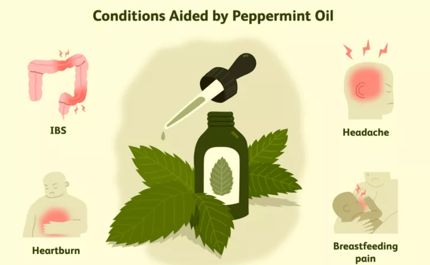 Uses and Benefits of Peppermint 