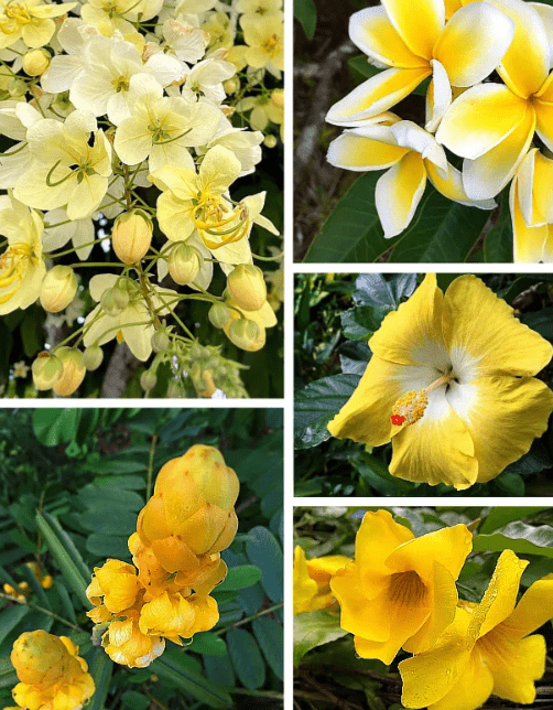 Varieties of Yellow Flower House Plants