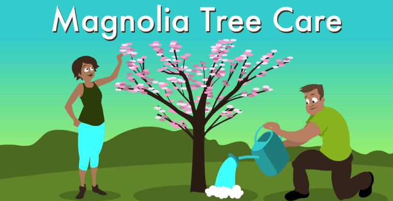 Watering Magnolia Trees in Winter