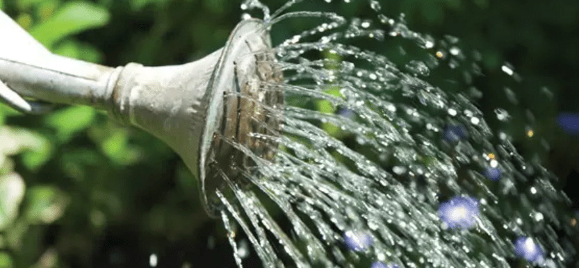 Watering and Irrigation Tips