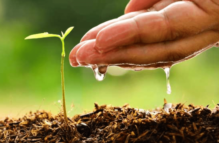 Watering and Soil Management