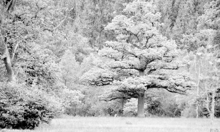 Winter Beauty of Sycamore Trees