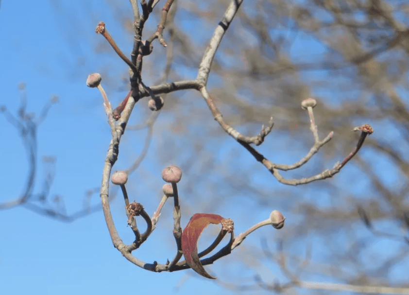 Winter Dormancy in Pecan Trees