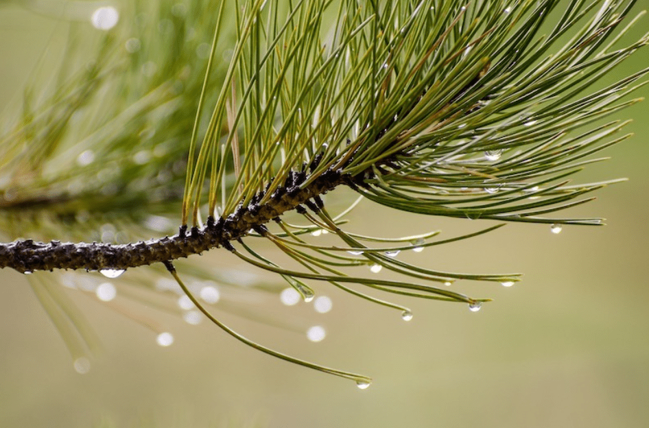 Winter Watering