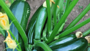 Black Beauty Zucchini Plant