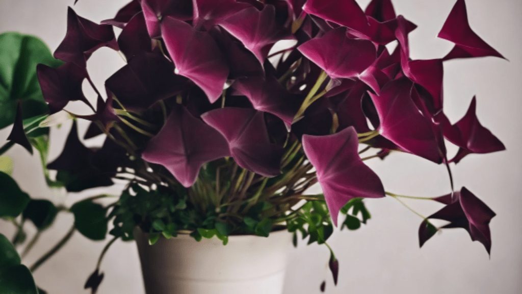 Butterfly Plant Indoor Easy Care Tips For Indoor Gardening