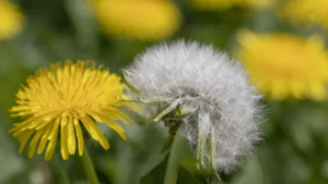 dandelion plant seeds