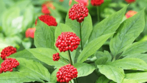 Ginseng Plant Seeds