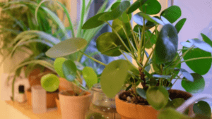 House Plants with Round Leaves