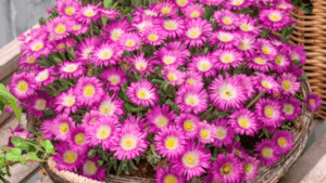 ice plant seeds