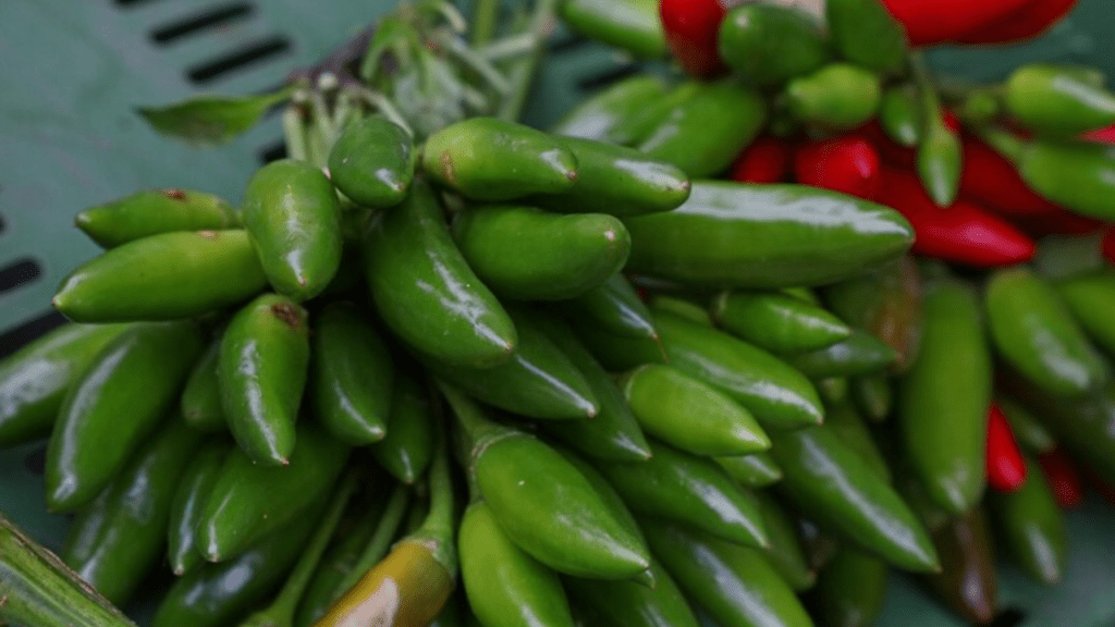 jalapeno plant seeds