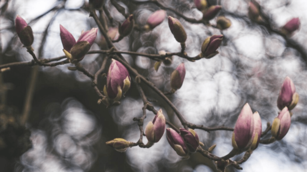 magnolia tree in winter