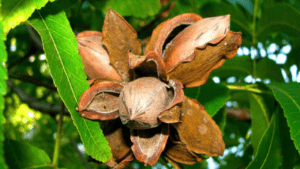 pecan tree in winter