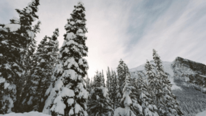 pine trees in winter