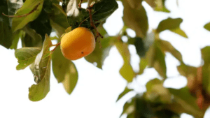 Pruning Persimmon Trees for a Bountiful Harvest