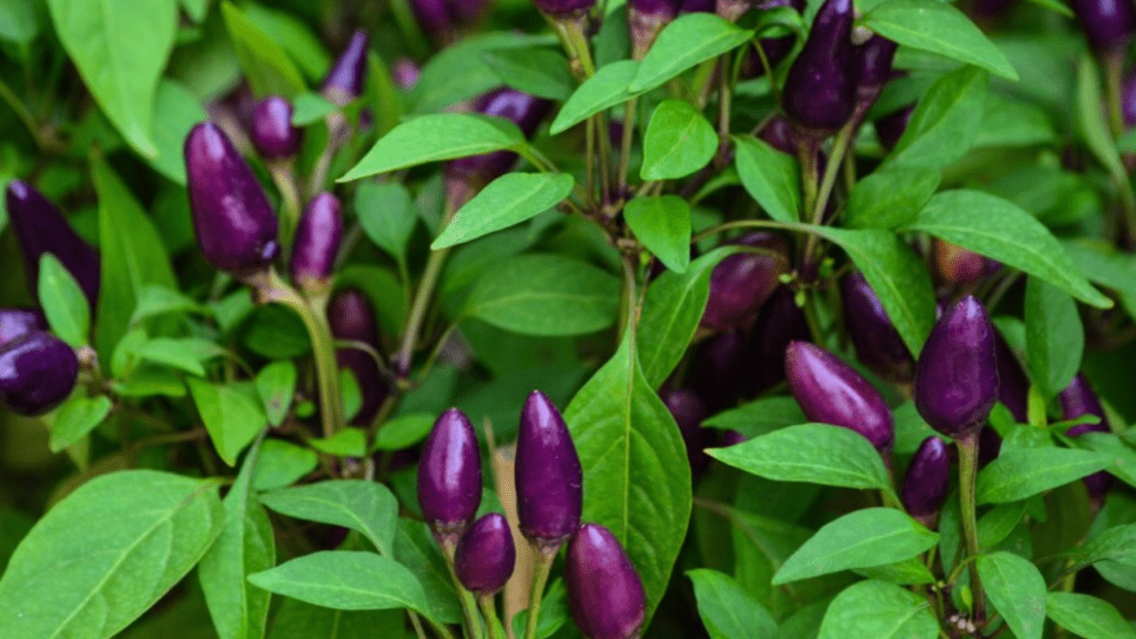 Purple Beauty Pepper Plant