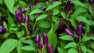 Purple Beauty Pepper Plant