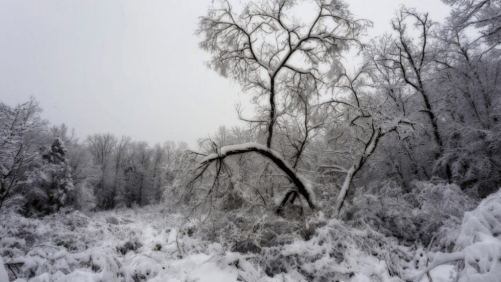 sycamore tree in winter