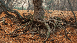 sycamore tree roots