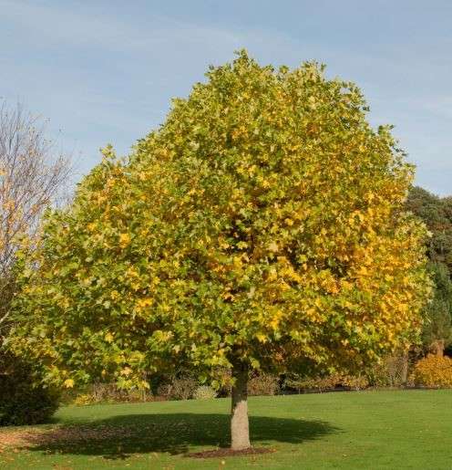 Beauty of Tulip Trees