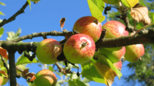 urban apple tree