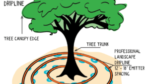 watering system for trees