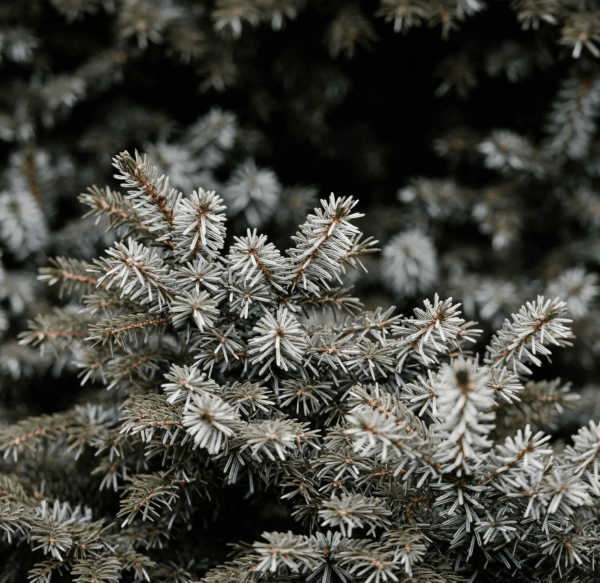 winter evergreen trees