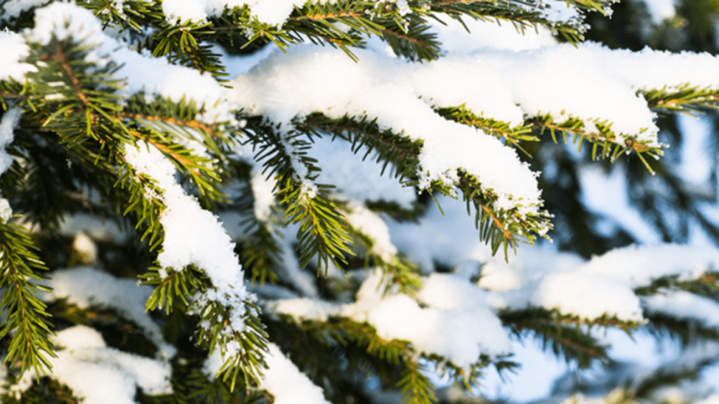 winter evergreen trees