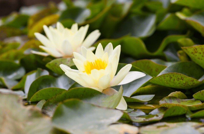 American Lotus