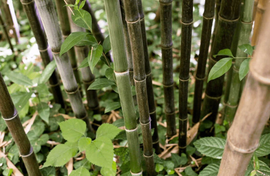 Advantages of Bamboo Faux Plants