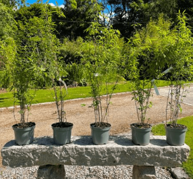 Invasive Bamboo Varieties