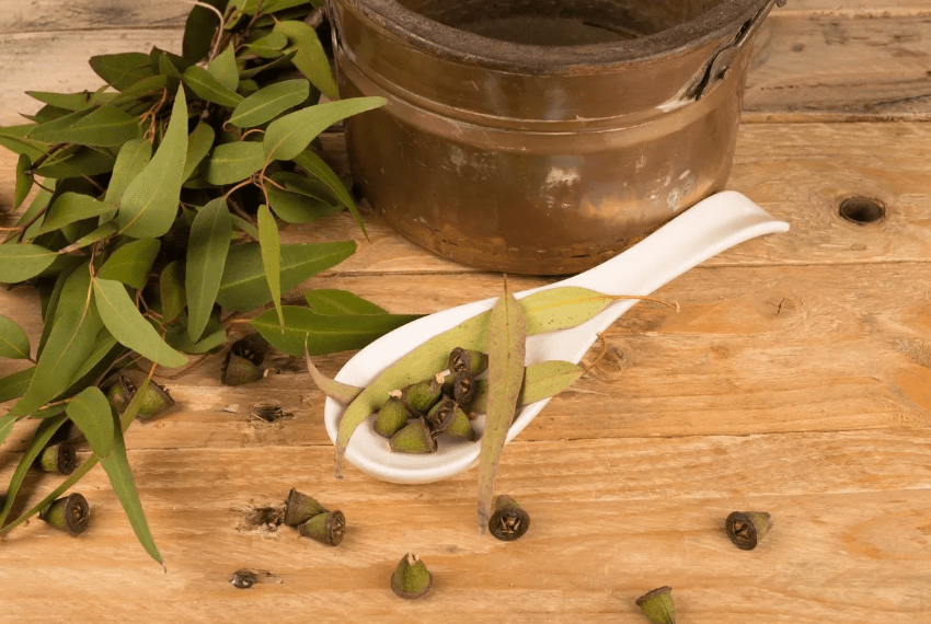 Benefits of Growing Eucalyptus from Seeds