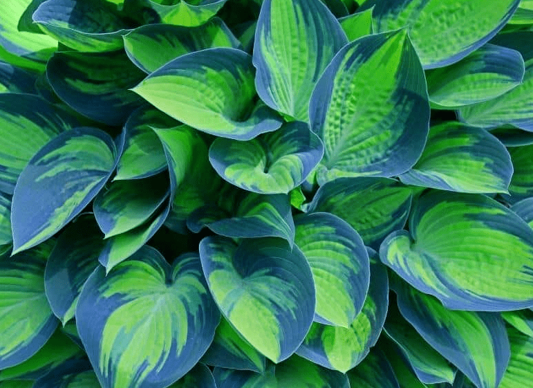 Benefits of Growing Hostas