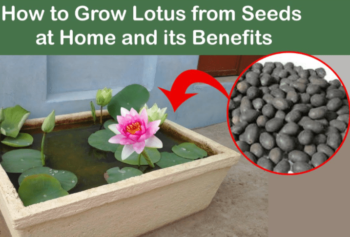 Benefits of Growing Lotus