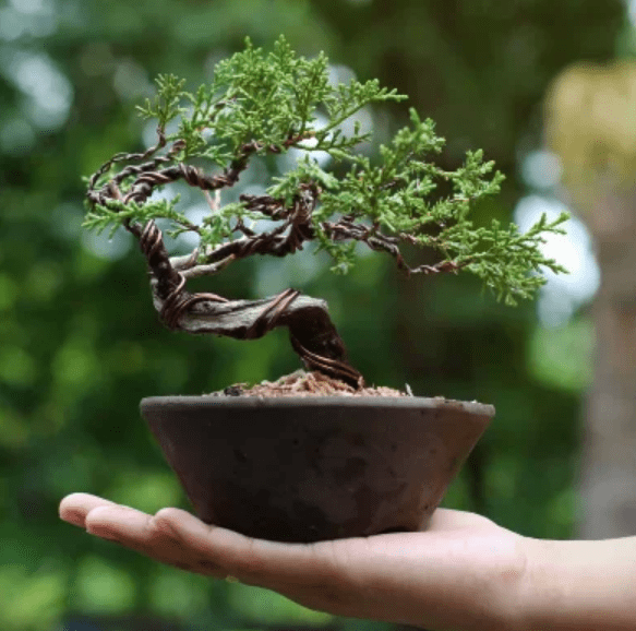 Benefits of growing bonsai