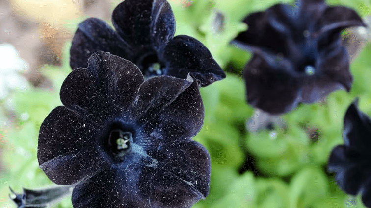 Black Flowers