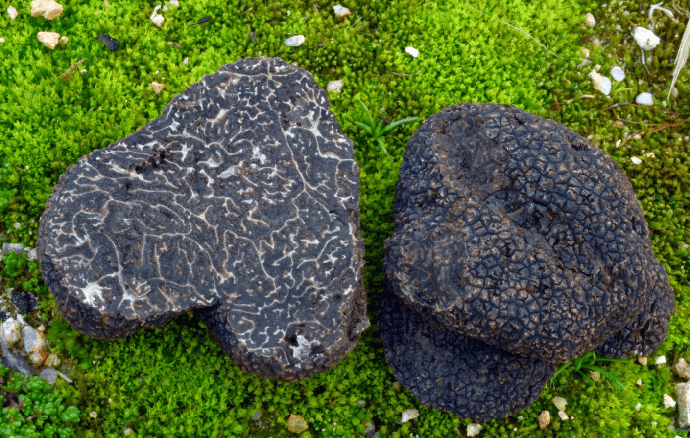 Black Truffles (Tuber melanosporum) mashroom