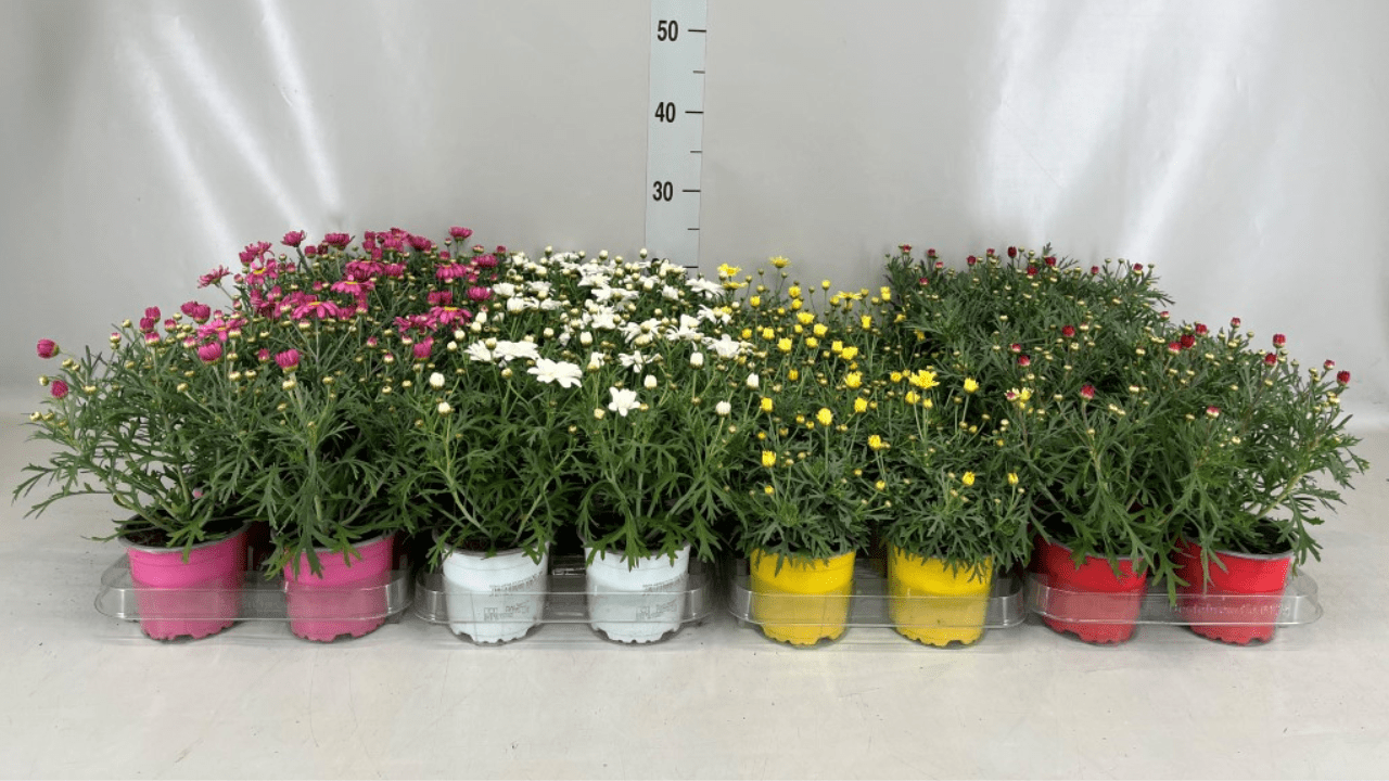 Container Gardening