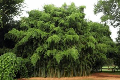 Caring for Non-Invasive Bamboo