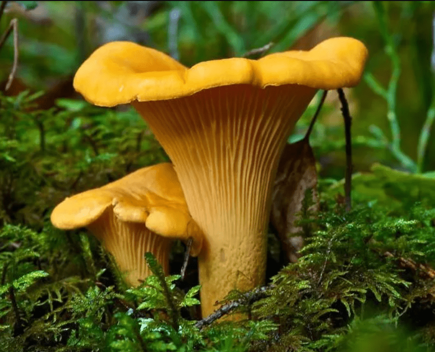 Chanterelles (Cantharellus spp.) mashroom