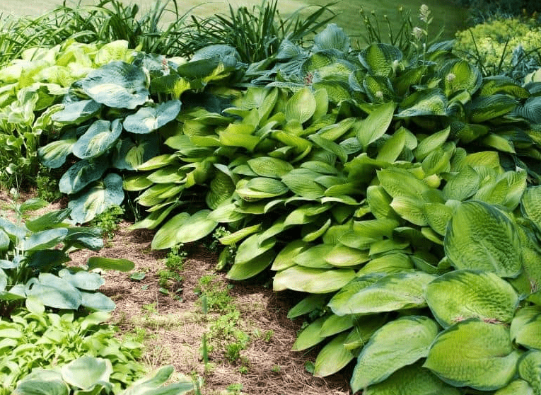 Choosing High-Quality Hosta Seeds