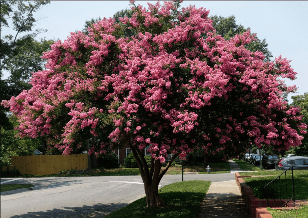 Crape Myrtle tree.