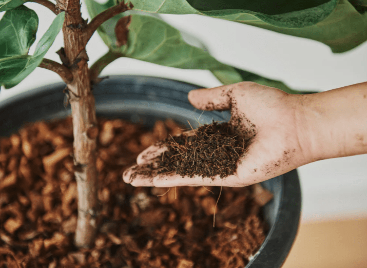 watering, fertilizing