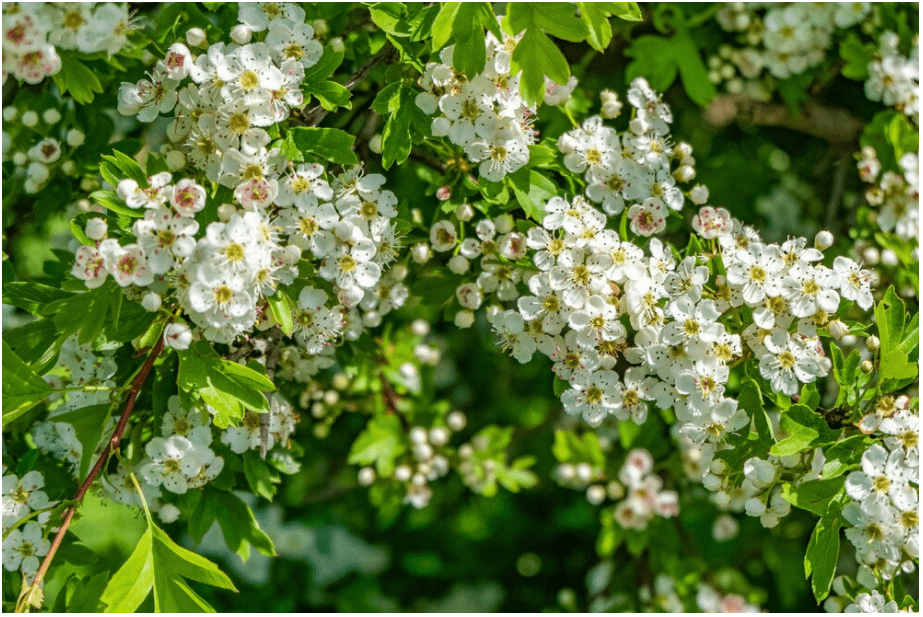 Dogwood tree