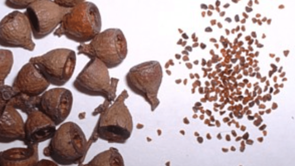 eucalyptus plant seeds