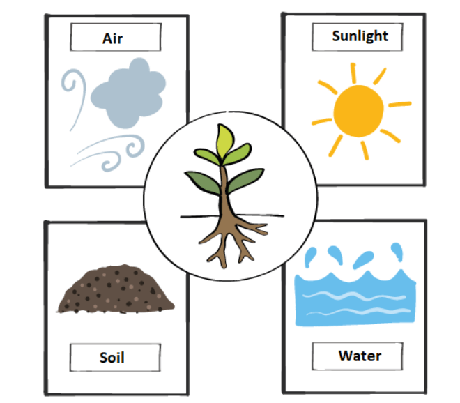 soil quality, drainage, and sunlight.