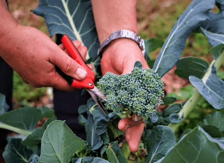 Harvesting Broccoli